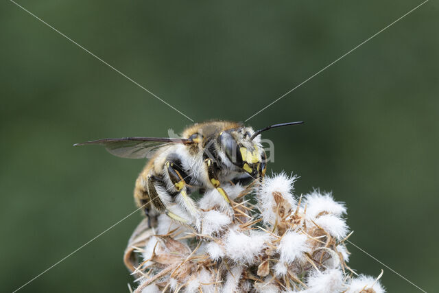 Grote wolbij (Anthidium manicatum)