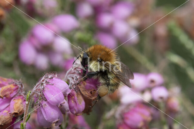 Brown-banded carder bee (Bombus humilis)