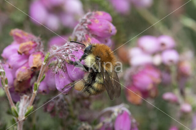 Brown-banded carder bee (Bombus humilis)