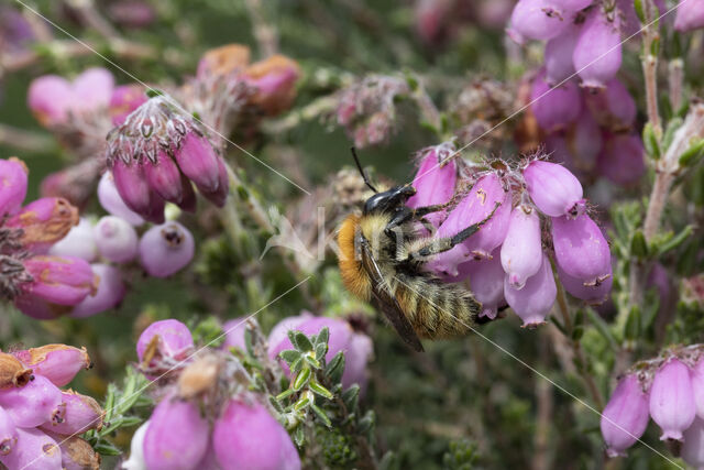 Heidehommel (Bombus humilis)