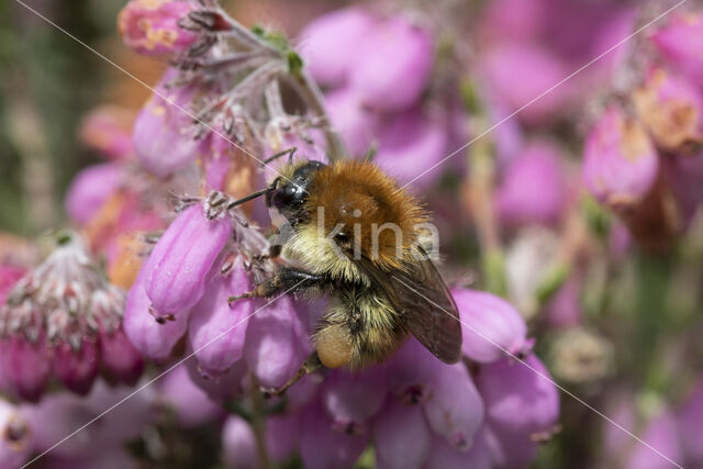 Brown-banded carder bee (Bombus humilis)