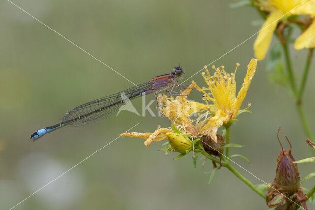 Blue-tailed Damselfly (Ischnura elegans)