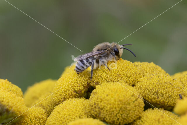 Colletes daviesanus