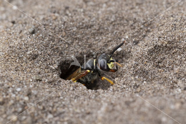 Bijenwolf (Philanthus triangulum)