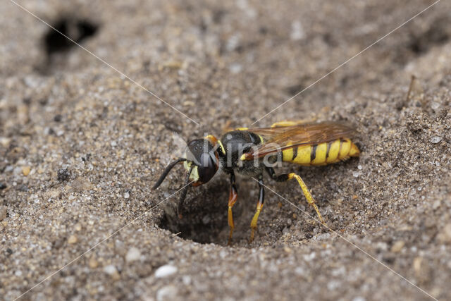 Beewolf (Philanthus triangulum)