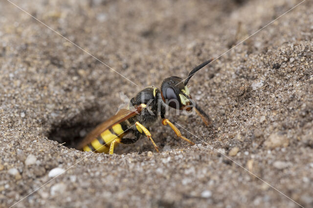 Bijenwolf (Philanthus triangulum)