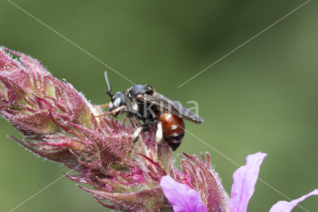 Cleptoparasitic Bee (Epeoloides coecutiens)