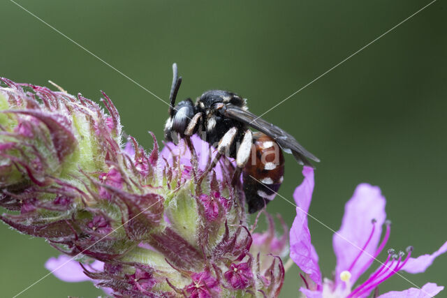 Bonte viltbij (Epeoloides coecutiens)