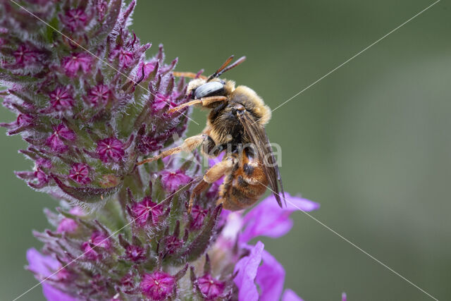 Cleptoparasitic Bee (Epeoloides coecutiens)