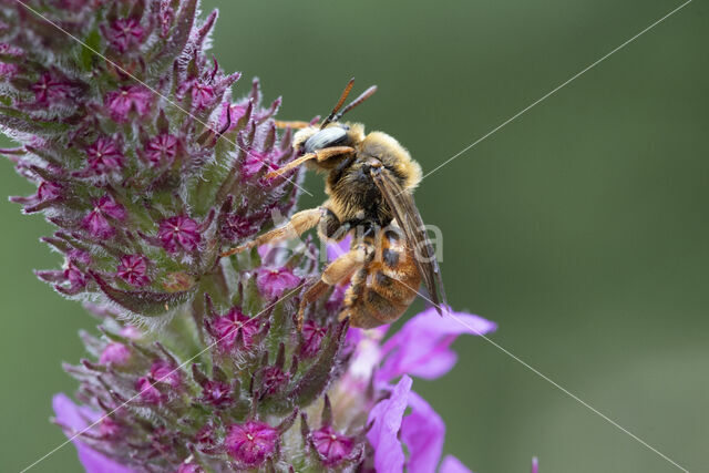 Bonte viltbij (Epeoloides coecutiens)