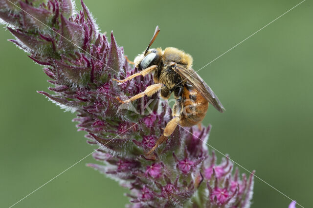 Bonte viltbij (Epeoloides coecutiens)