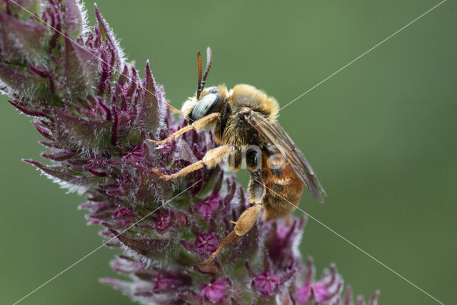 Bonte viltbij (Epeoloides coecutiens)