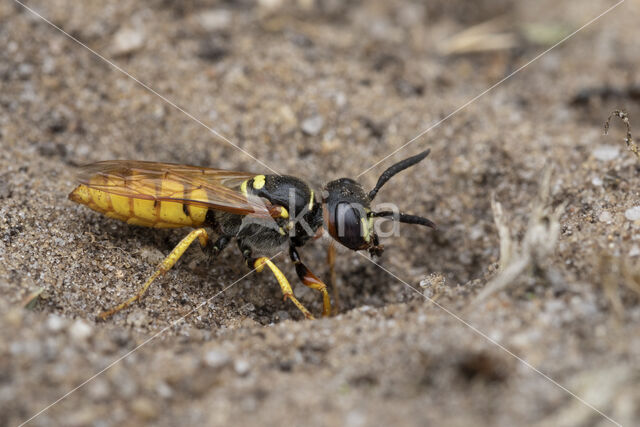 Beewolf (Philanthus triangulum)