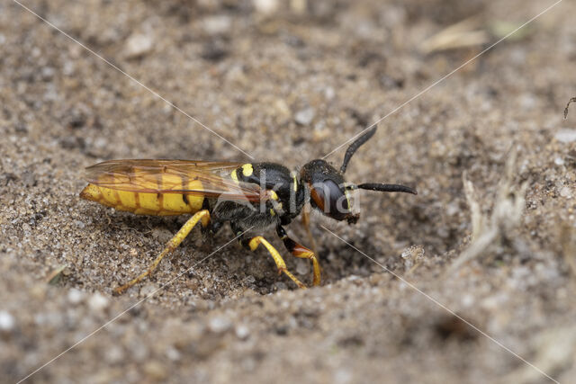 Bijenwolf (Philanthus triangulum)