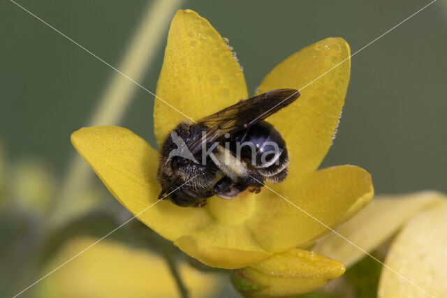 Macropis europaea