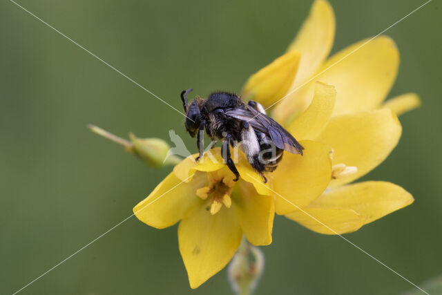 Macropis europaea