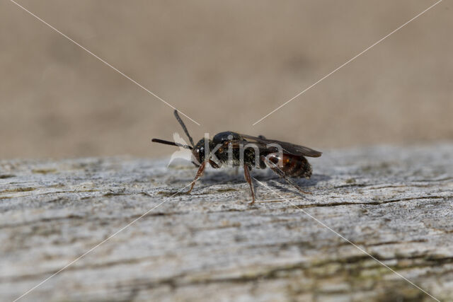 Bruinsprietwespbij (Nomada fuscicornis)