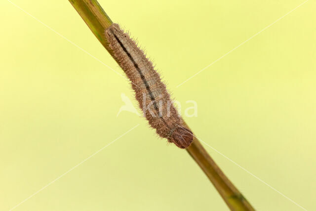 Ringlet (Aphantopus hyperantus)