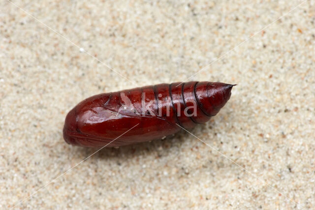 Large Yellow Underwing (Noctua pronuba)