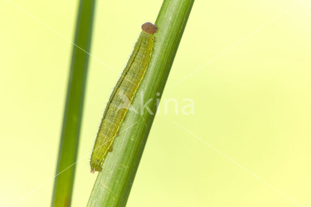 Oranje zandoogje (Pyronia tithonus)