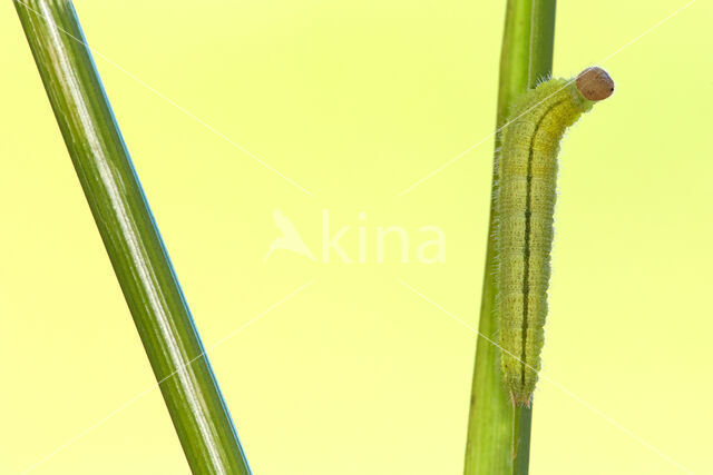 Oranje zandoogje (Pyronia tithonus)