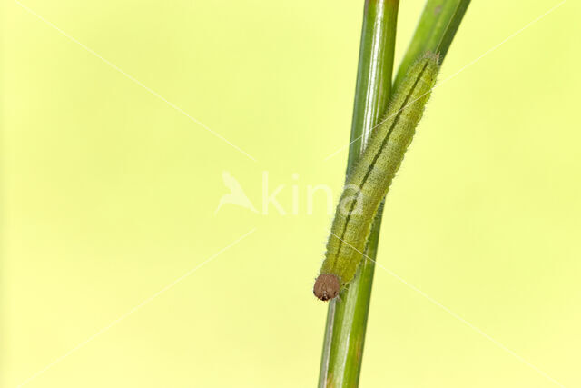 Oranje zandoogje (Pyronia tithonus)