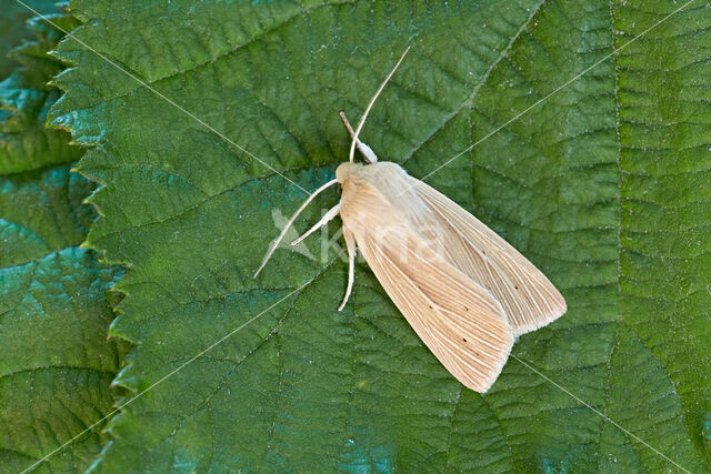 Common Wainscot (Mythimna pallens)