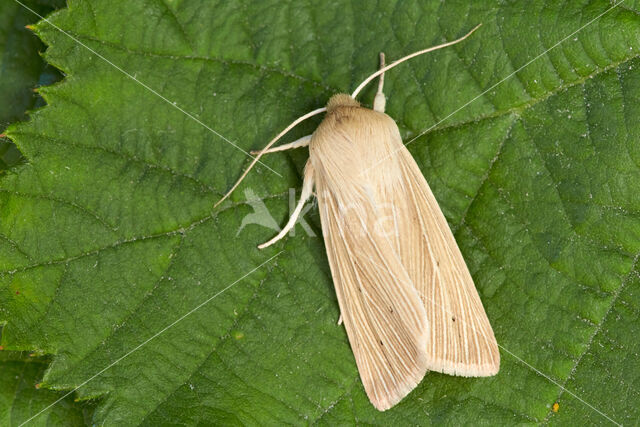 Common Wainscot (Mythimna pallens)