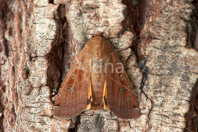 Large Yellow Underwing (Noctua pronuba)