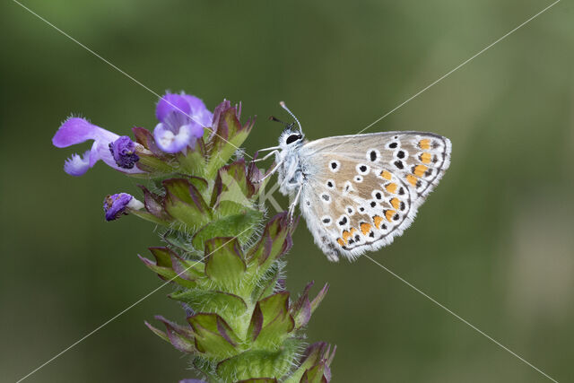 Brown Argus (Aricia agestis)