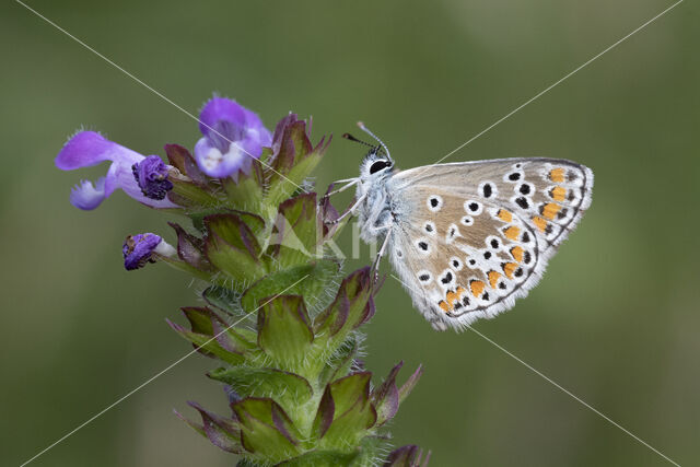 Bruin blauwtje (Aricia agestis)