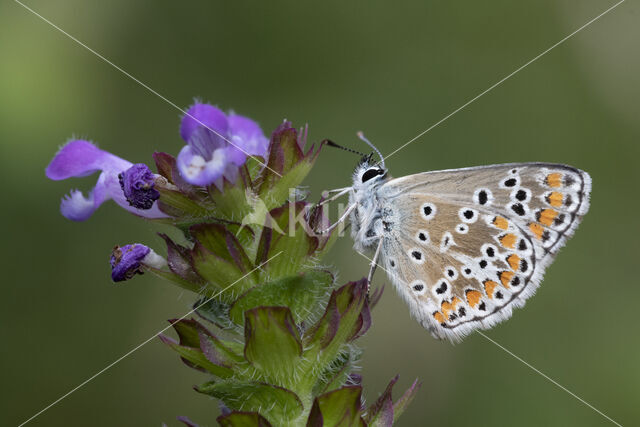 Brown Argus (Aricia agestis)