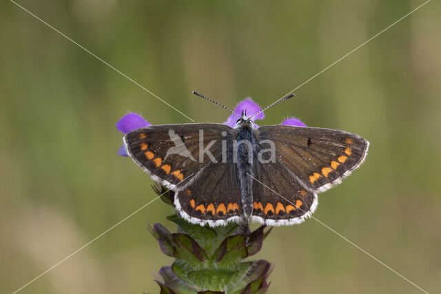 Bruin blauwtje (Aricia agestis)