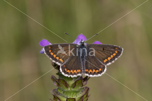 Bruin blauwtje (Aricia agestis)