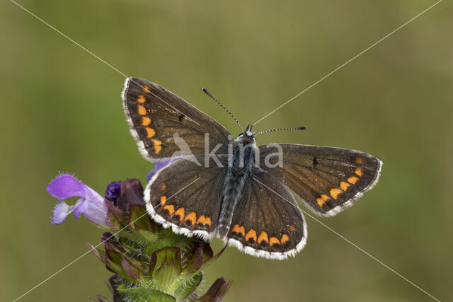 Bruin blauwtje (Aricia agestis)