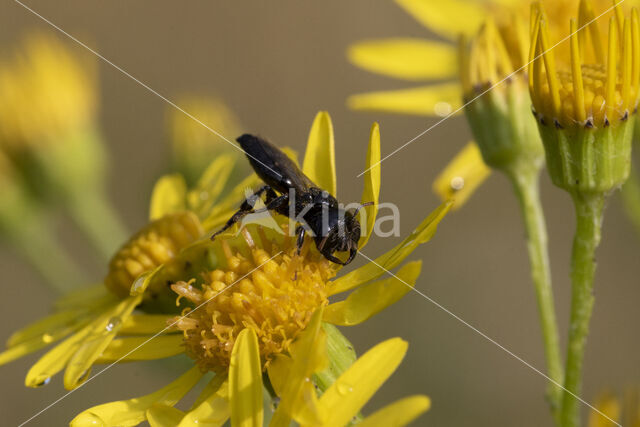 Panurgus calcaratus