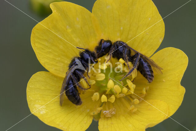 Kleine roetbij (Panurgus calcaratus)