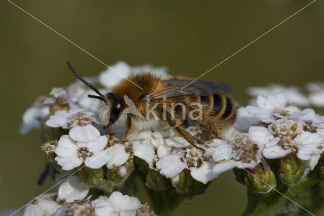 Pluimvoetbij (Dasypoda hirtipes)