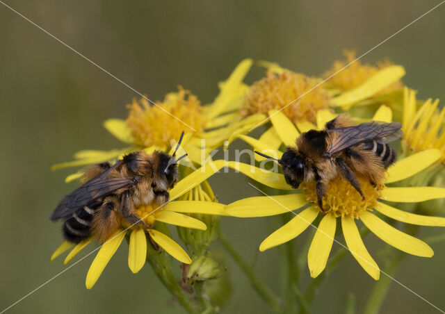 Pluimvoetbij (Dasypoda hirtipes)