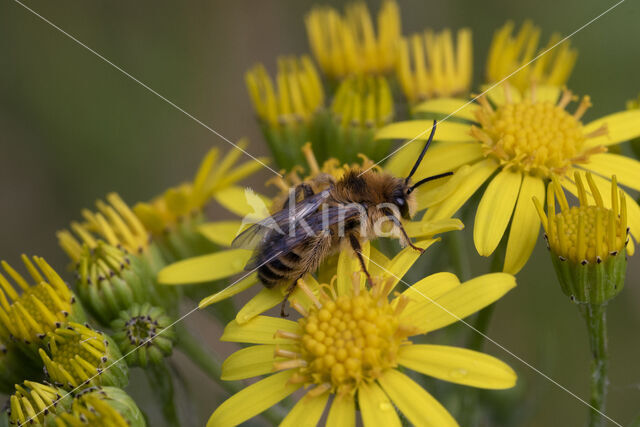 Pluimvoetbij (Dasypoda hirtipes)