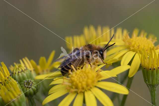 Pluimvoetbij (Dasypoda hirtipes)