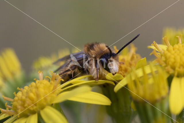 Pluimvoetbij (Dasypoda hirtipes)