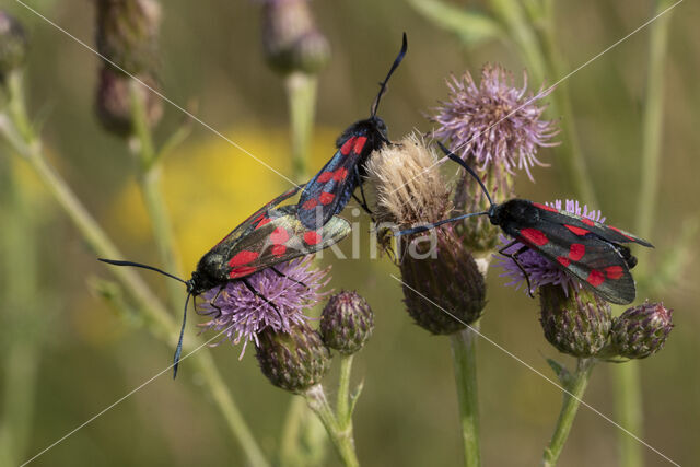 Auspicious Burnet Moth (Zygaena fausta)