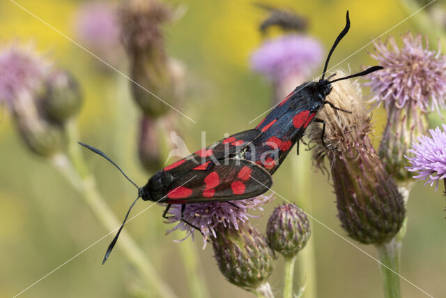 Auspicious Burnet Moth (Zygaena fausta)