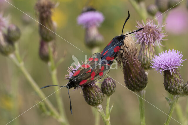 Auspicious Burnet Moth (Zygaena fausta)