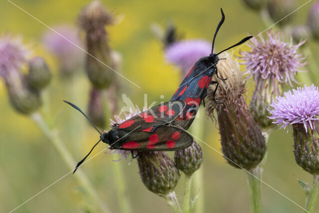 Auspicious Burnet Moth (Zygaena fausta)