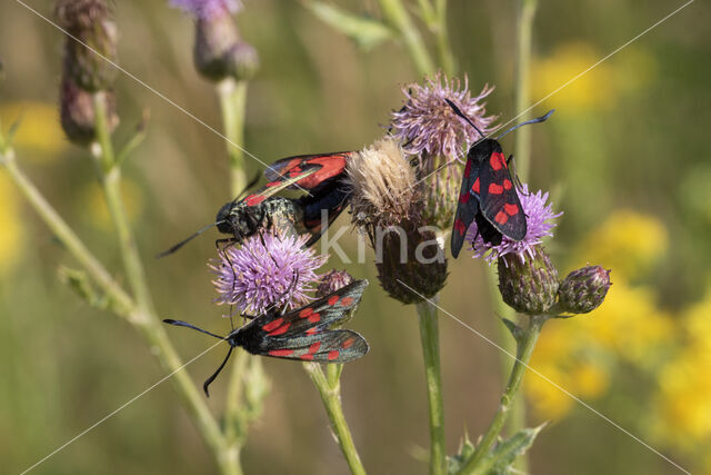 Auspicious Burnet Moth (Zygaena fausta)