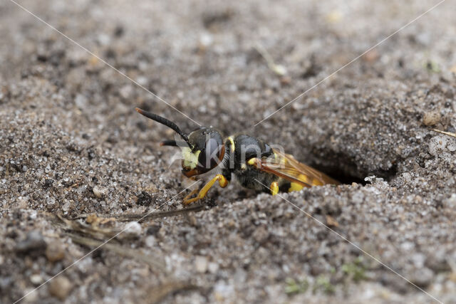 Beewolf (Philanthus triangulum)