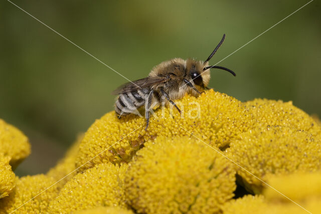 Wormkruidbij (Colletes daviesanus)