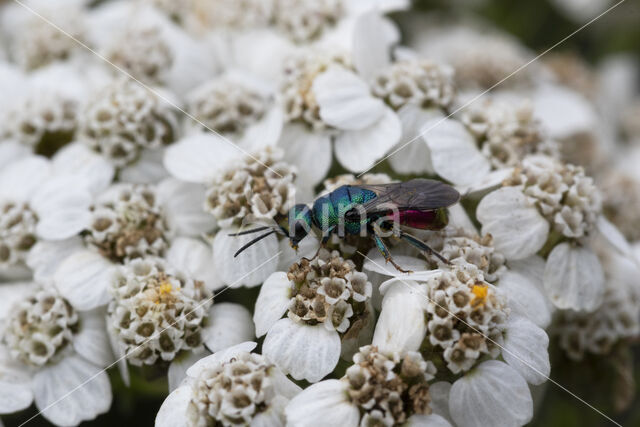 Gewone Goudwesp (Chrysis ignita)